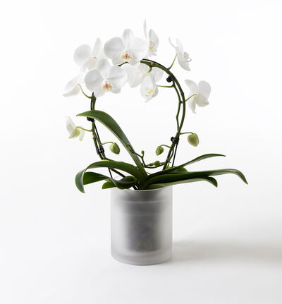 Hvit orkidé på bøyle i glasspotte